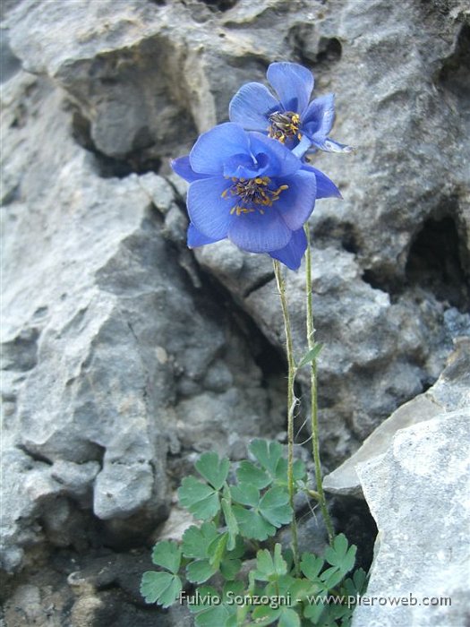 16 Aquilegia di Einsele.jpg